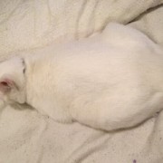 白猫1