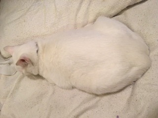 白猫1