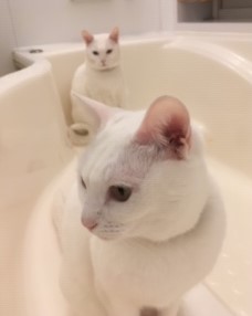 白猫3
